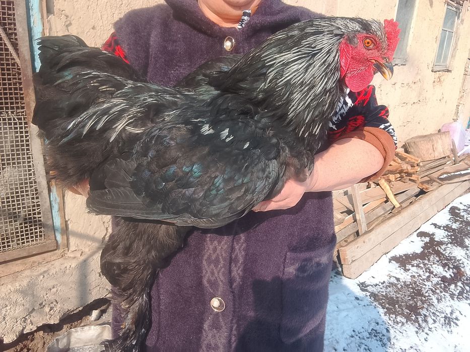 Продам петухов породы Браун восьми месячные.