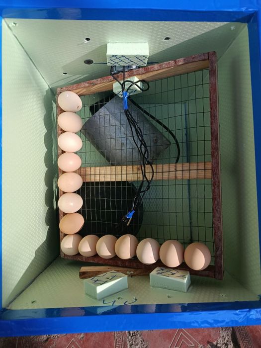 Продаётся инкубатор Inkubator sotiladi 55-56talik tuxum ochirgich