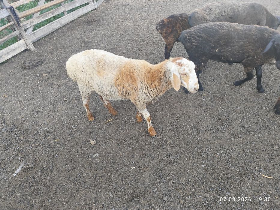 Продам. Баранов костратов