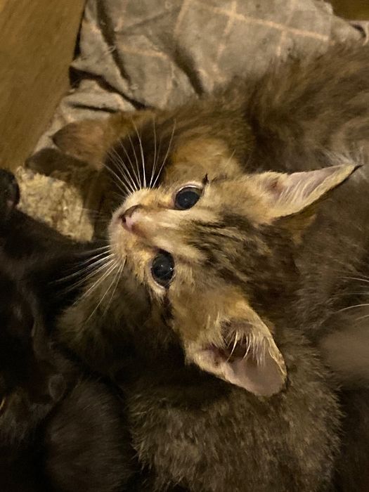 Отдам котят в хорошие руки