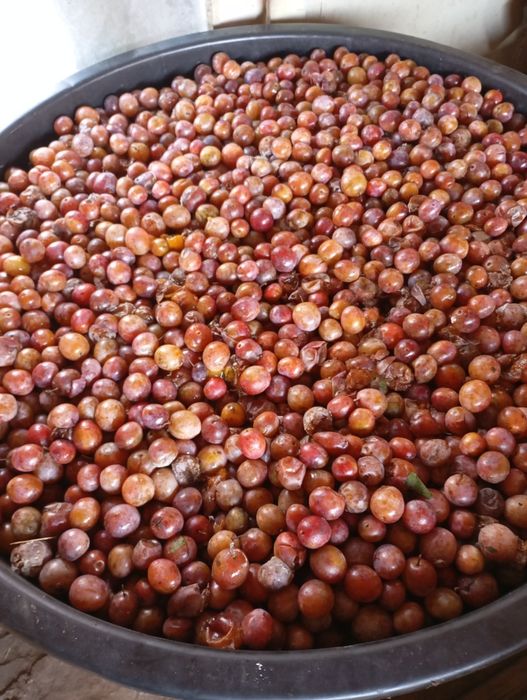 Vând Prune Albe pentru Țuică