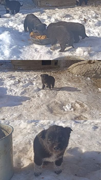 Отдам щенят в хорошие руки