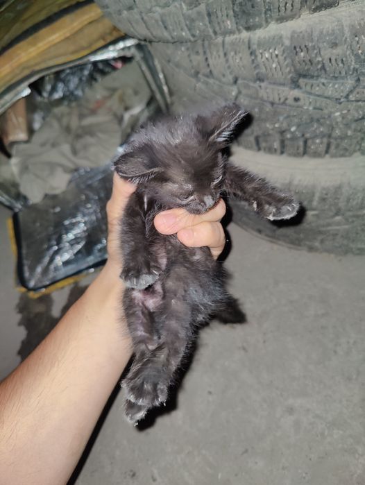 Отдам черного котёнка бесплатно