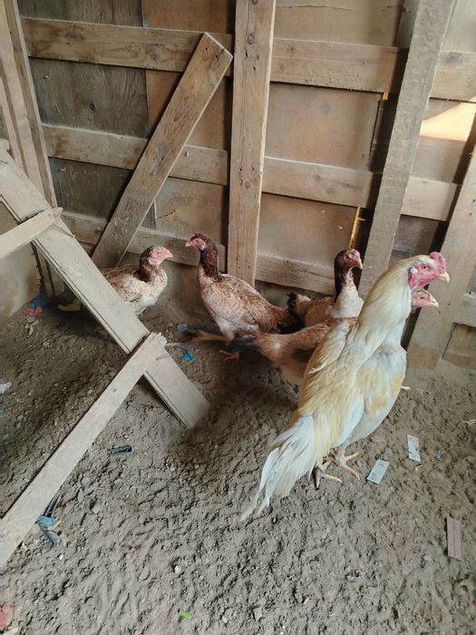 Даканы семья хороший кровей