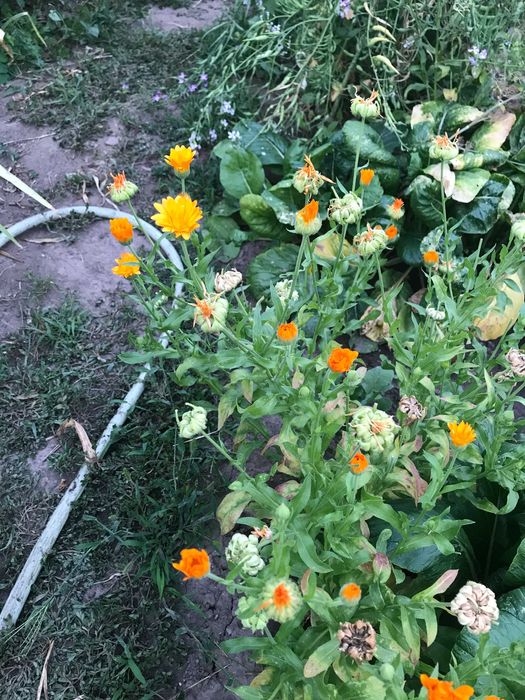 Семена календулы лекарственной