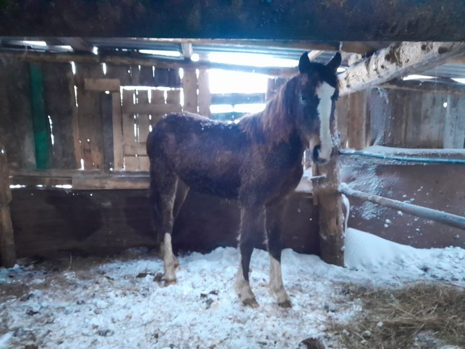 Продам тай село Молодежное