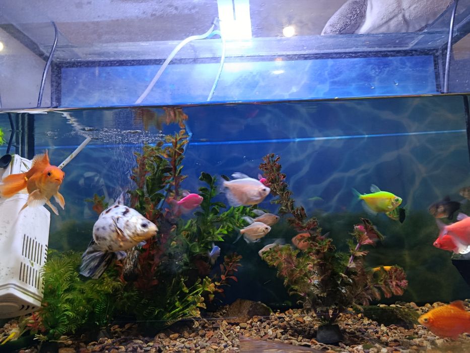 Аквариум ,с рыбками-20шт