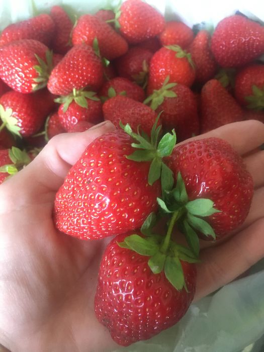 Саженцы клубники продам