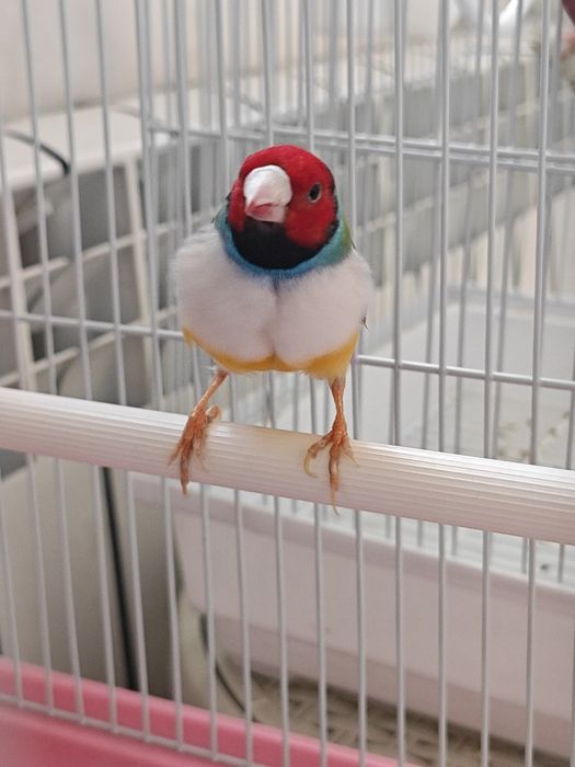 Амадина Гульда самец продам