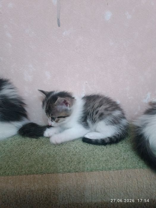 Отдам даром котят срочно
