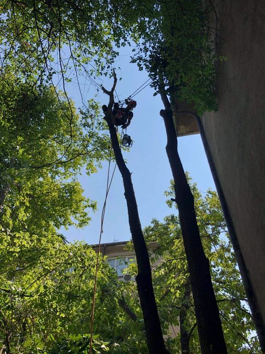 Рязане на дървета