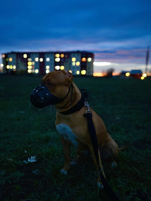 Ищу сучку для сводки