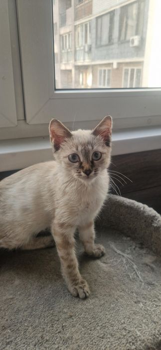 Котенок ищет любящий дом