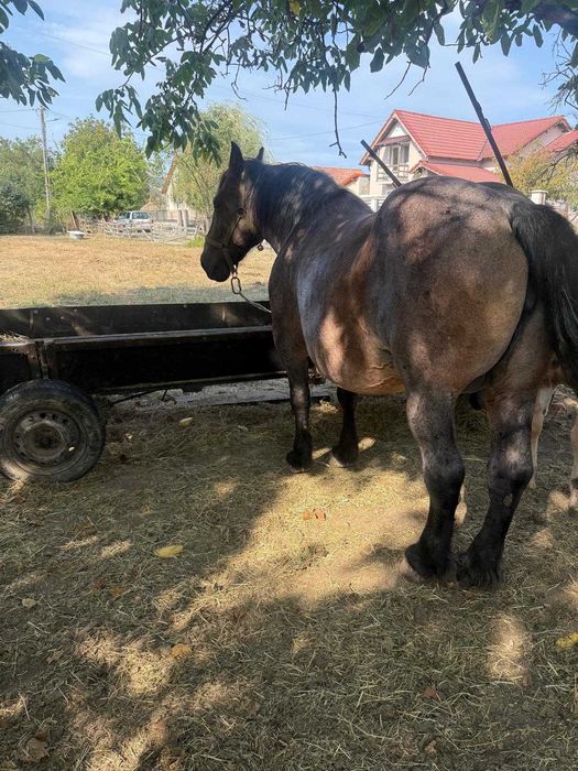 Vind iapa cu minza de o săptămână