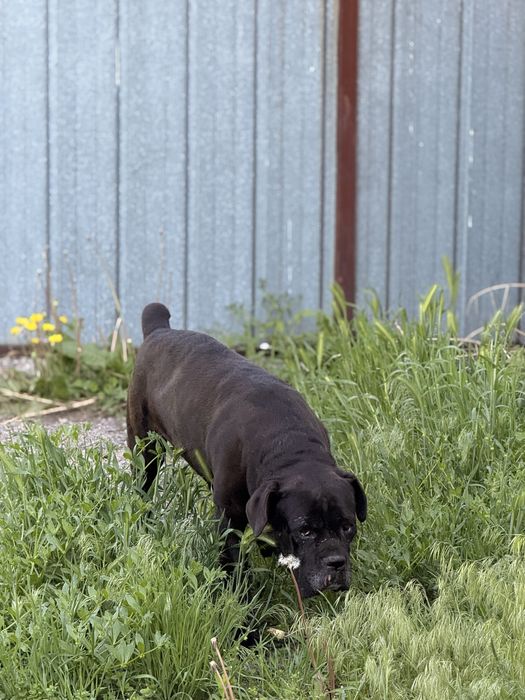 Итальянский Кане Корсо