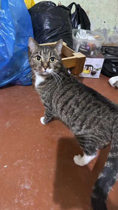 Отдам кошку бесплатно,СРОЧНО