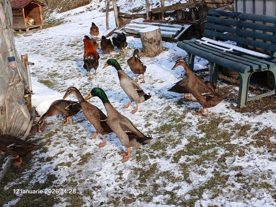 rate indiene, pereche sau individual