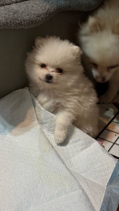 Шпиц девочка Алматы