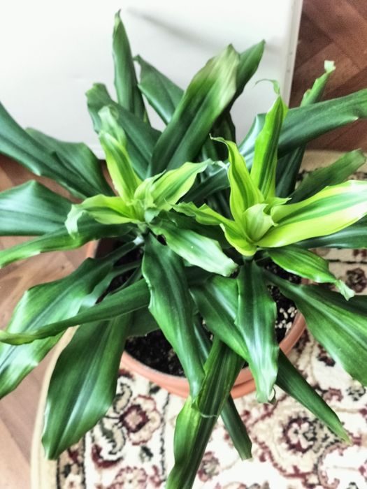 Драцена  красивая