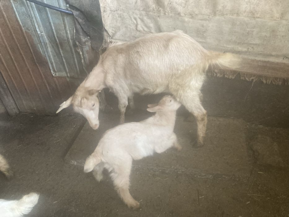 Vand caprite tinere pret 550 bucata