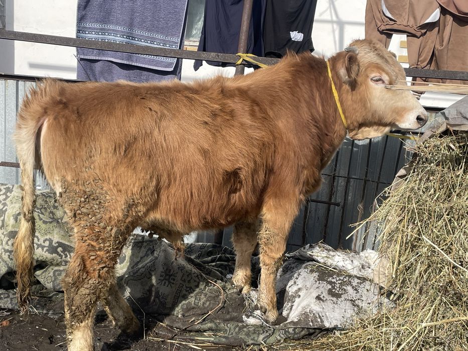 Продам быка 1,5годовалого