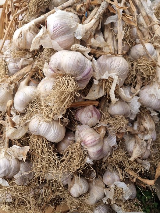 Usturoi și ceapă pentru sămânță și consum