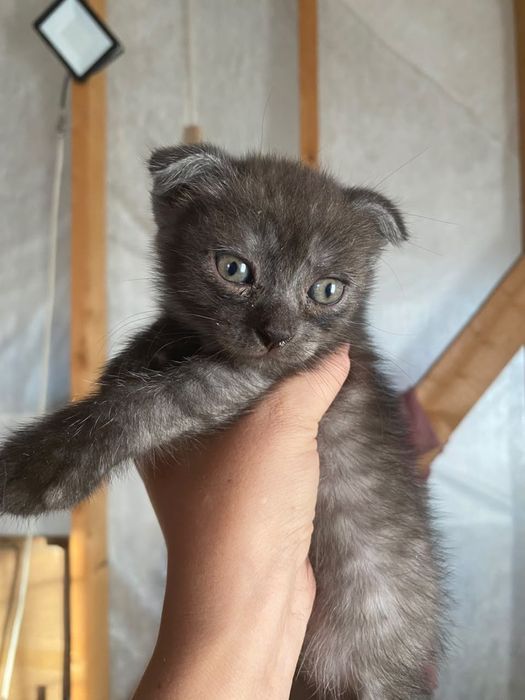 Котята британского голубого