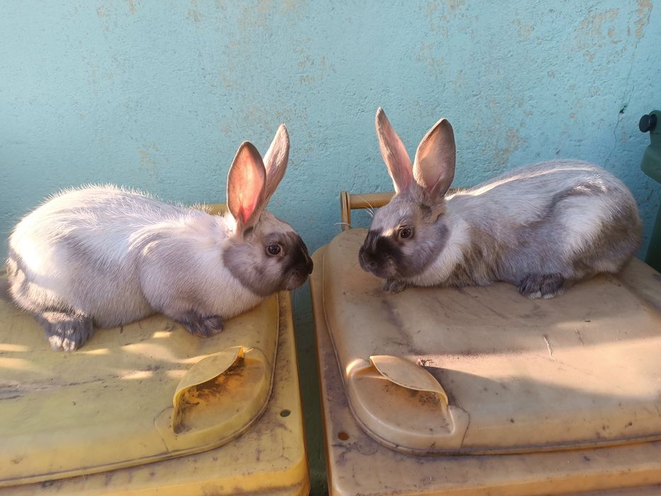 Vând 2 femele secuiesc