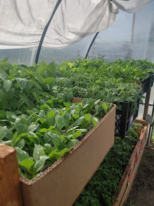Продам  рассаду 1500