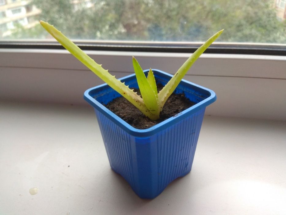 Комнатное растение Алоэ