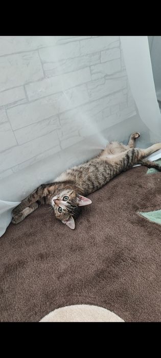 Отдам котенка девочка