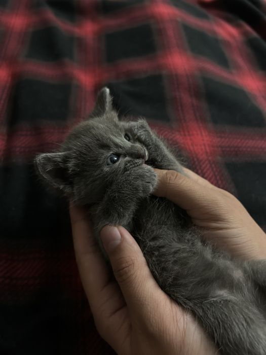 Отдам котят в хорошие руки!