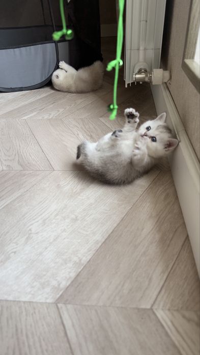 Продаются котята серебристые шиншиллы