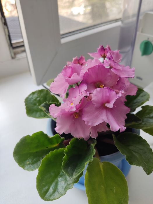 Продам сортовую фиалку!