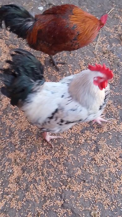 Cocoși comuni de vânzare