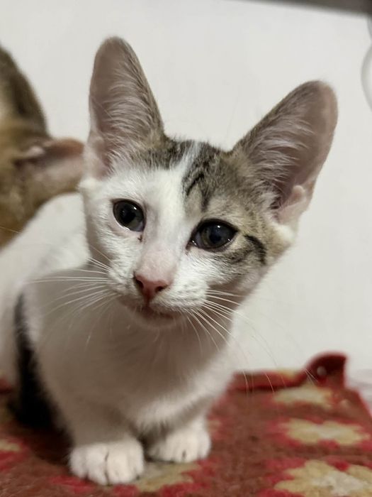 Pisicuta pentru adoptie