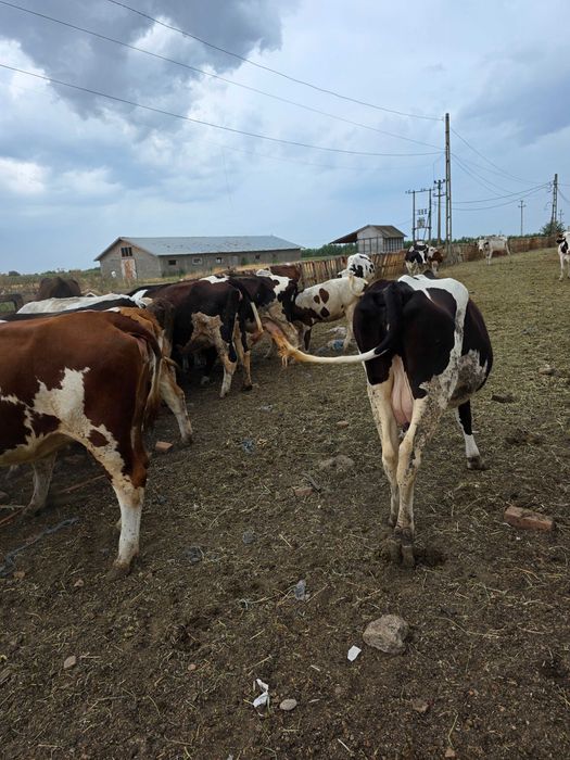 Ofer spre vanzare 10 vaci