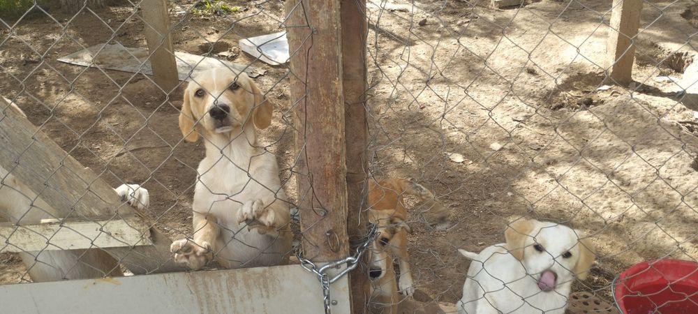 Подарявам Кученца (+ транспорт) кръстоска