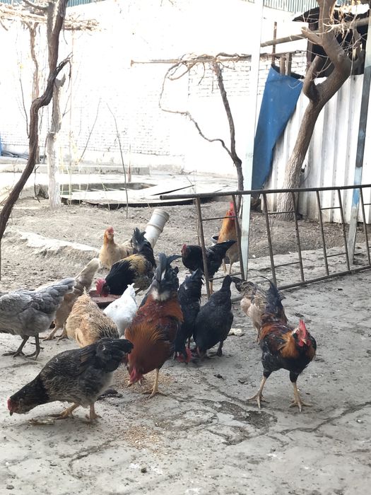 товук ва хурозлар сотилади