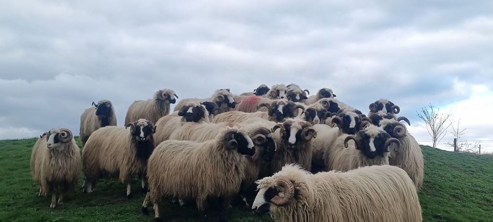 Berbeci brezi de vanzare