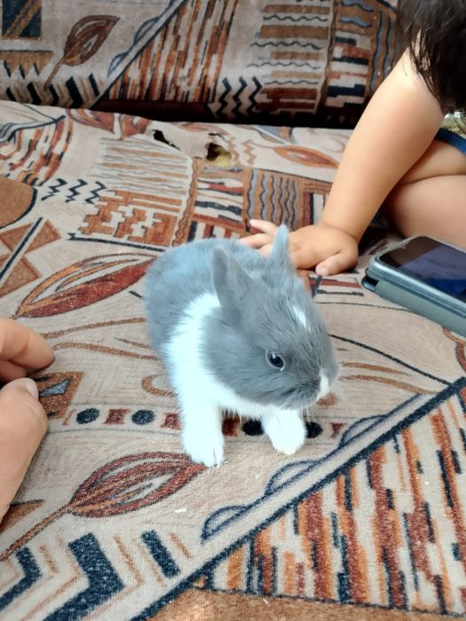 Кролики декаративные