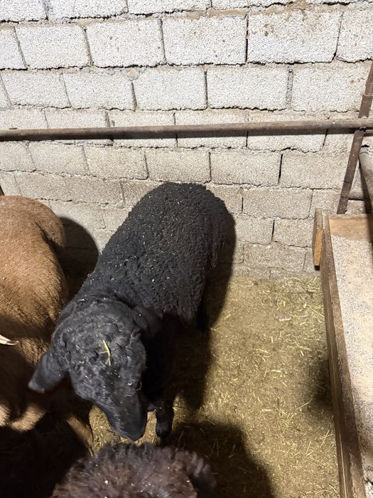 Qoylar, qoʻylar bor