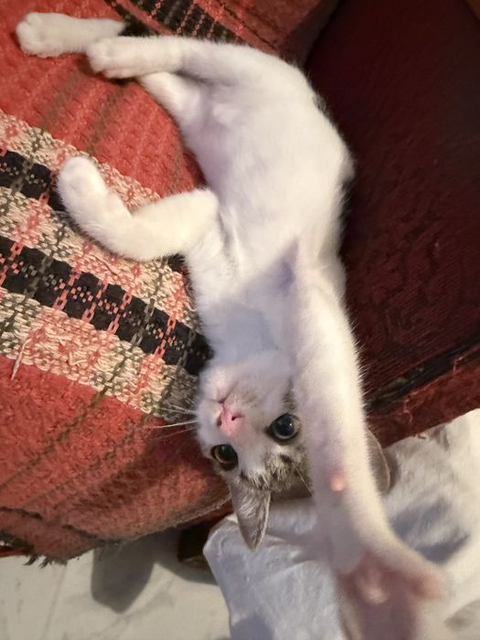 Подарява се женско коте