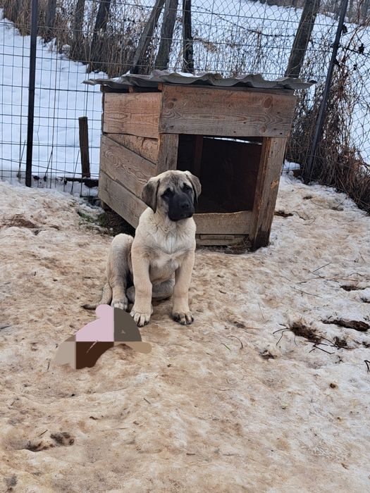 Kangal Malakli femela 3 luni