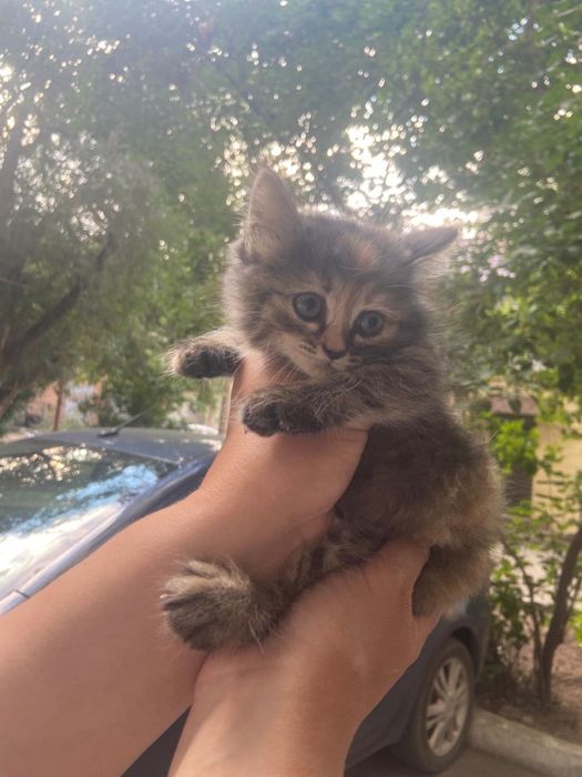 Котенок девочка