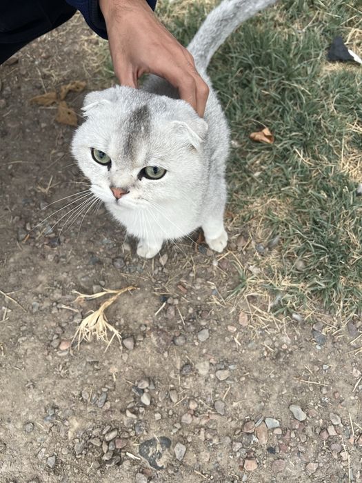 Scottish Fold silver/shaded