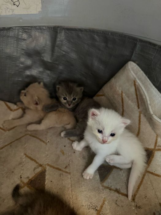 Котята ищут дом