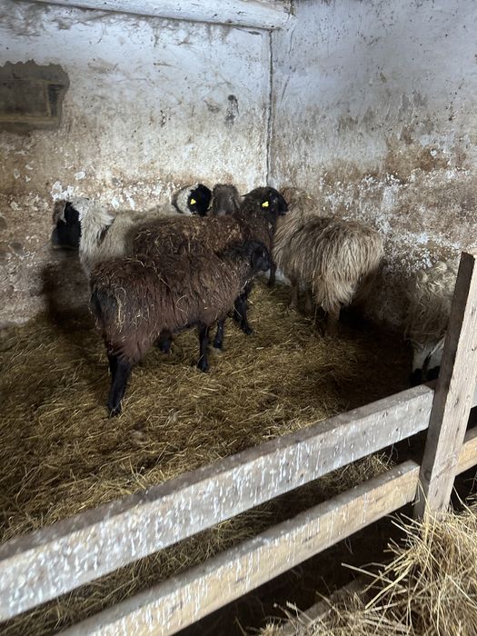 Қой сатам семіз жас