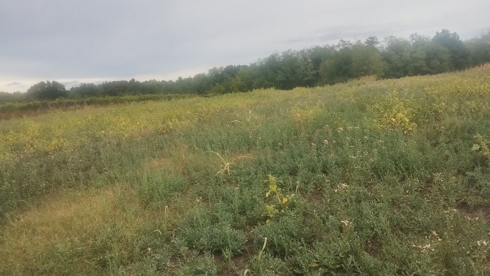 Vind 6700m teren intravilan