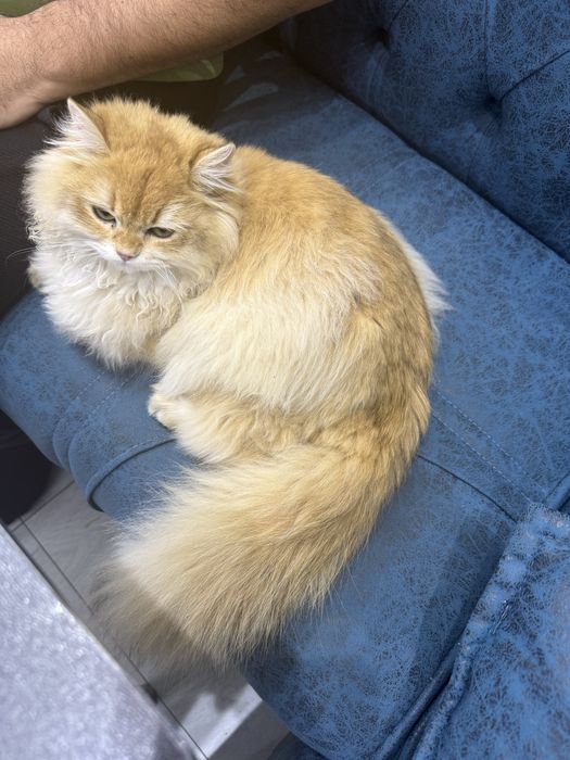 Золотая шиншила мальчик продается